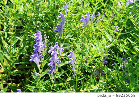 タツナミソウに似た花 コガネバナ 黄金花 の写真素材