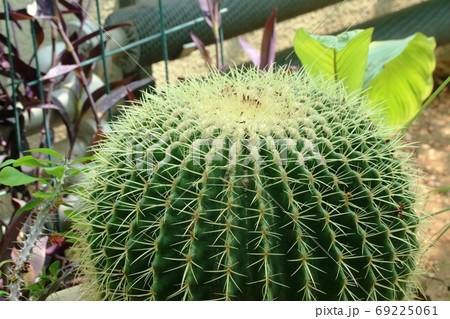 とても大きなサボテン キンシャチ 金鯱 の写真素材