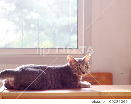cute short hair young asian kitten grey and black stripes home cat relaxing lazy on a bed portrait shot selective focus blur home indoor background cute short hair young asian kitten grey and black stripes home cat relaxing lazy on a bed portrait shot selective focus blur home indoor background 69225066
