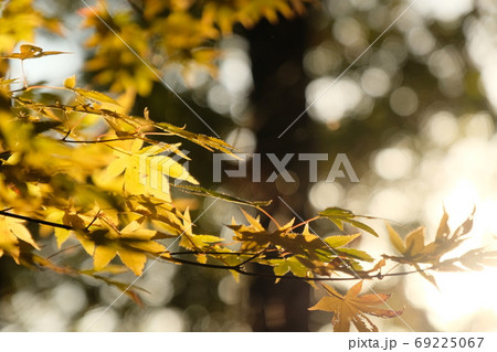 秋山の紅葉。高尾山、陣馬山。 秋山の紅葉。高尾山、陣馬山。 69225067