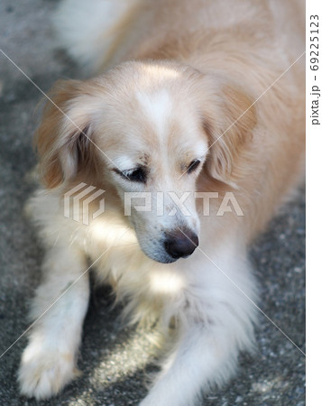 lovely long hairy white fur cute fat dog laying on cold ceramic tiles floor making sad face with relax mood lovely long hairy white fur cute fat dog laying on cold ceramic tiles floor making sad face with relax mood 69225123