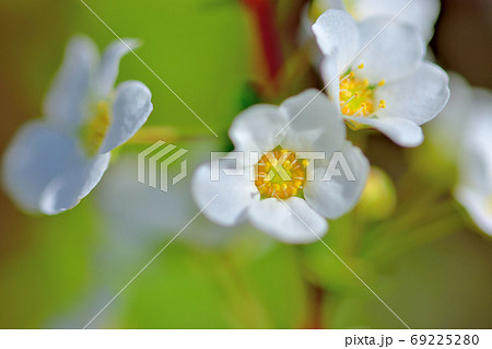 春に咲く白い花ユキヤナギの写真素材