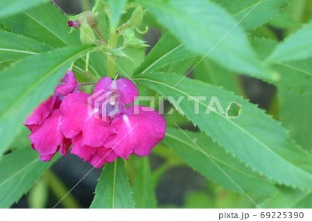 真夏に咲く自生のホウセンカ 鳳仙花 の写真素材