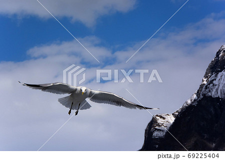 フィヨルドに飛ぶカモメ。ソグネフィヨルド観光。 69225404