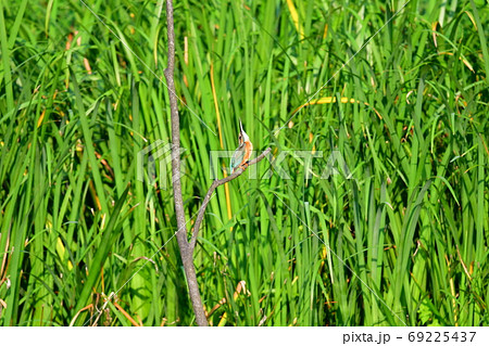 カワセミ 69225437