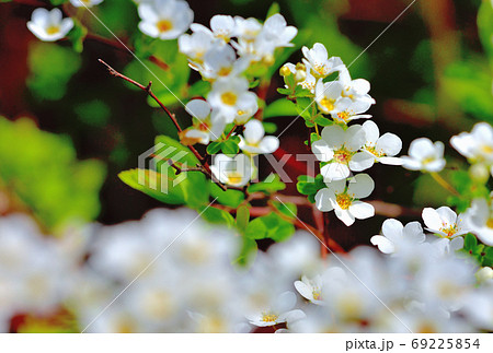 春に咲く白い花ユキヤナギの写真素材