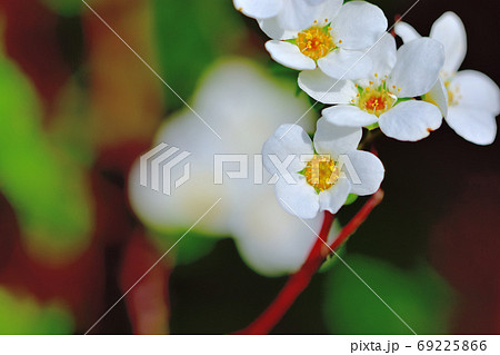 春に咲く白い花ユキヤナギ 69225866