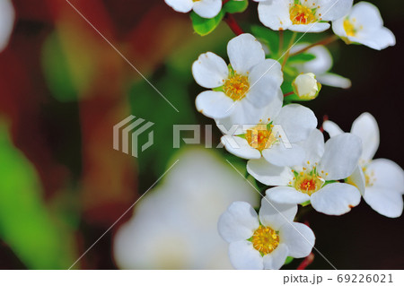 春に咲く白い花ユキヤナギ 春に咲く白い花ユキヤナギ 69226021