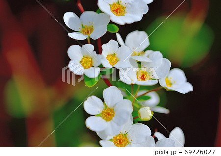 春に咲く白い花ユキヤナギ 春に咲く白い花ユキヤナギ 69226027