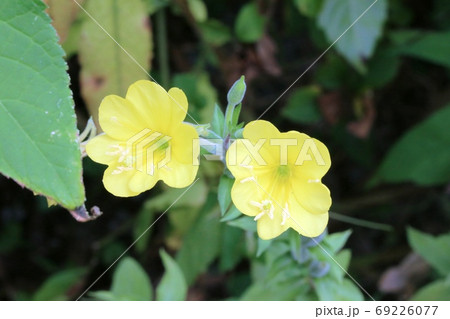 雑草の花 メマツヨイグサ 雌待宵草 が綺麗です の写真素材