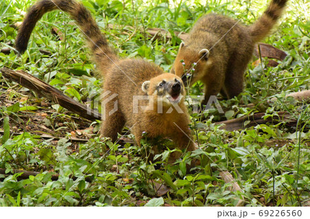 ハナグマ、イグアスの滝にて。アルゼンチンの野生の動物。 ハナグマ、イグアスの滝にて。アルゼンチンの野生の動物。 69226560