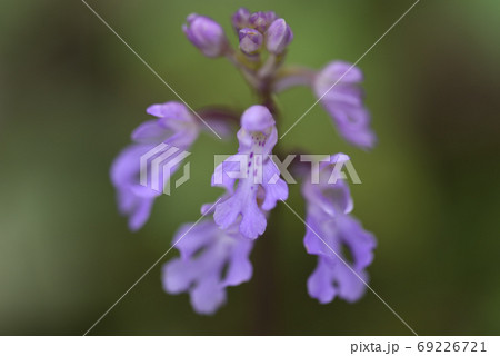 奄美大島の海岸近くで咲くオキナワチドリの花 69226721