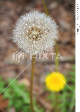 タンポポ　蒲公英　わたげ　種　雑草　草　植物　　 69227327