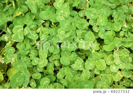 三つ葉 みつば クローバー Clover Clover シロツメクサ 雑草 草 植物 の写真素材