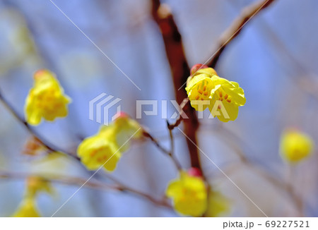 春に花が咲く樹木 ヒュウガミズキの写真素材