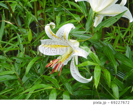 筑波山に自生するヤマユリの花 69227672