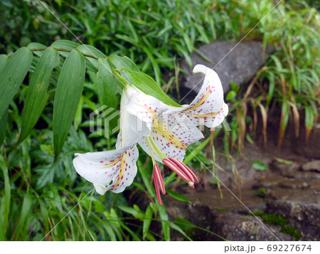 筑波山に自生するヤマユリの花の写真素材