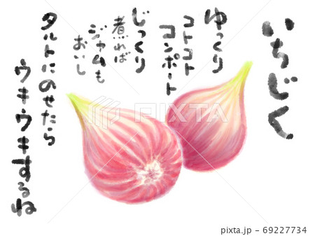 無花果_D手描き_文字有り 69227734