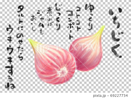 無花果_D手描き_文字有り 69227734
