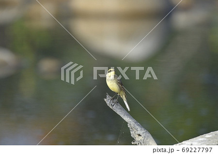 鳥 羽飾り 羽毛 69227797