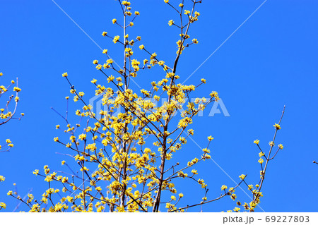 春に花が咲く樹木・サンシュウ 69227803