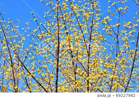春に花が咲く樹木・サンシュウ 69227982