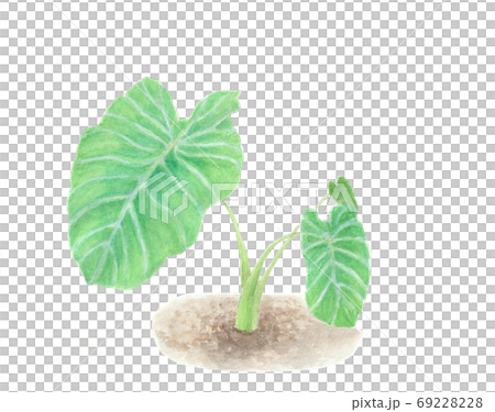 小芋の葉のイラスト素材 69228228 Pixta