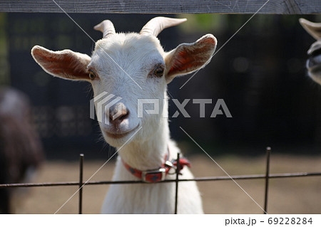 白い山羊の顔のアップの写真素材 白い山羊の顔のアップの写真素材