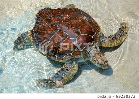 陸に上陸するウミガメの写真素材