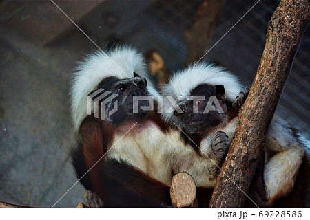 日立市かみね動物園～綿帽子のようなフワフワ頭の「ワタボウシパンシェ」 69228586