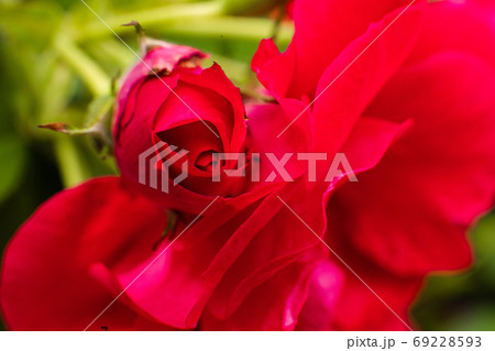 Picture of a pretty rose with a beautiful red Picture of a pretty rose with a beautiful red 69228593