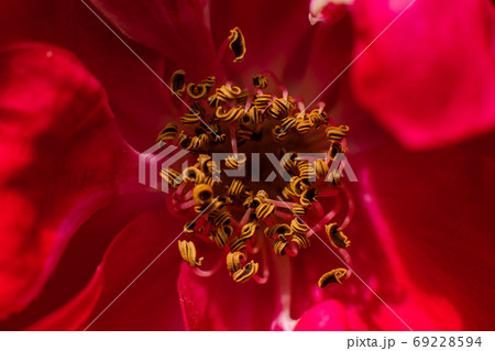Macro shot of a beautiful red flower Macro shot of a beautiful red flower 69228594