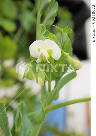 エンドウ 豌豆 スナップエンドウ 花 家庭菜園 野菜 植物 の写真素材