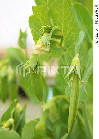 エンドウ 豌豆 スナップエンドウ 家庭菜園 野菜 植物 の写真素材