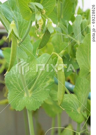 エンドウ 豌豆 スナップエンドウ 家庭菜園 野菜 植物 の写真素材