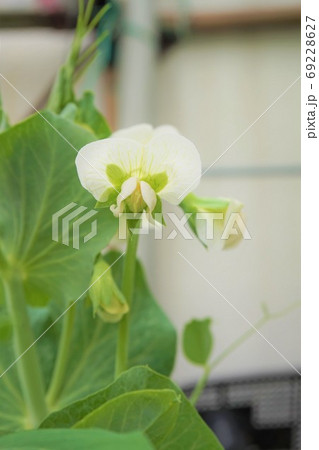 エンドウ 豌豆 スナップエンドウ 花 家庭菜園 野菜 植物 エンドウ 豌豆 スナップエンドウ 花 家庭菜園 野菜 植物 69228627