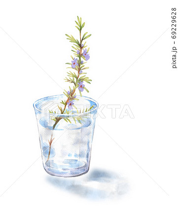 コップの水に挿したローズマリーのイラスト素材