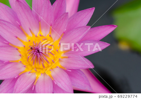 Magenta Lotus Blooming in Natural Pond. 69229774