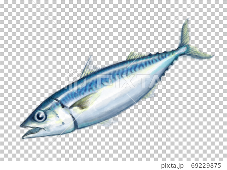 鯖_D手描き_文字無し 鯖_D手描き_文字無し 69229875