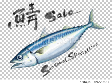 鯖_D手描き_文字有り 鯖_D手描き_文字有り 69229885