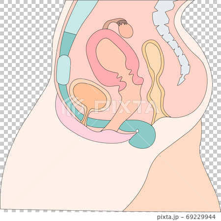 Female genitals illustration 4 Female genitals illustration 4 69229944