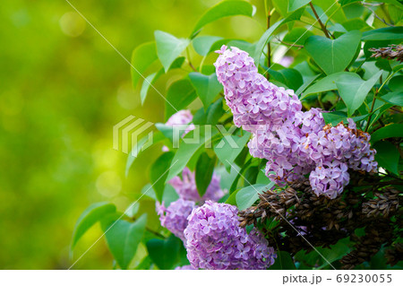 lilac blossom. beautiful scenery in the garden. sunny nature bac 69230055