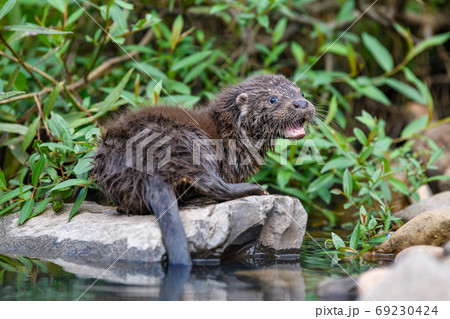 Lutra in nature habitat. Portrait of water predator 69230424