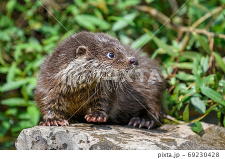 Lutra in nature habitat. Portrait of water predator 69230428