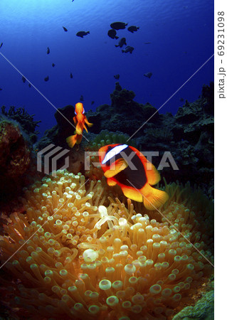 ハマクマノミとイソギンチャク 69231098