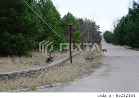 A feral dog in the Chernobyl exclusion zone. Homeless animals in the territory contaminated with radiation. 69232138