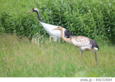 たんちょう たんちょう 69232684