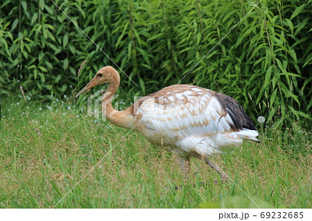 たんちょう たんちょう 69232685