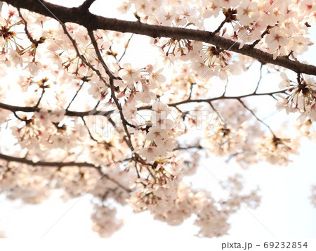 桜 春 植物 69232854