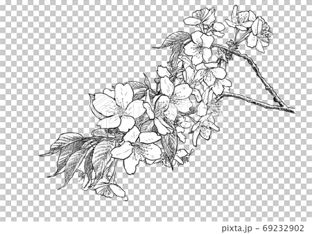 山桜の小枝のペン画 69232902